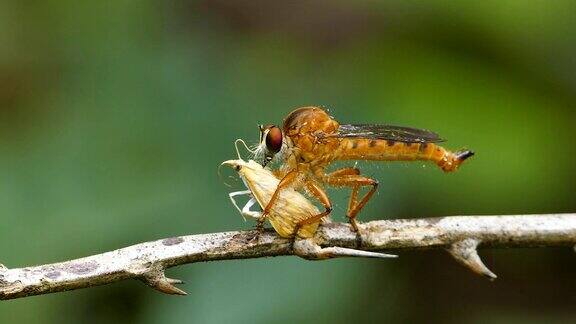 蜻蜓吃蚜虫