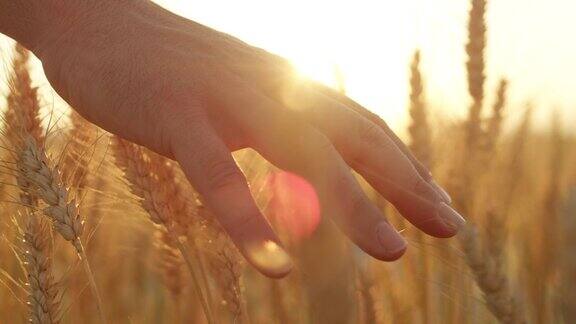 慢镜头男人的手抚摸成熟的黄色小麦植物在惊人的金色黄昏
