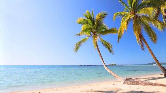 夏日海滩上的棕榈树