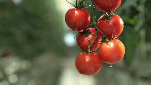 SLOMO湿西红柿生长在温室