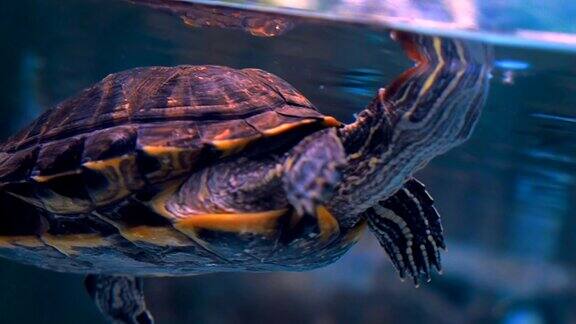 海龟在水族馆的蓝色水里游泳