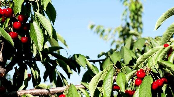 天然新鲜樱桃挂在樱桃树上水果食物甜樱桃树特写和总体计划