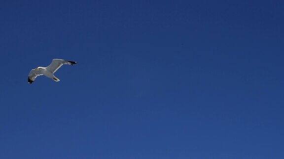 海鸥在慢镜头中飞翔