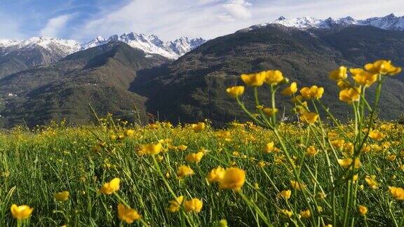 典型的山地景观前景黄花青山雪峰蓝天高山景观意大利阿尔卑斯山valtellina意大利