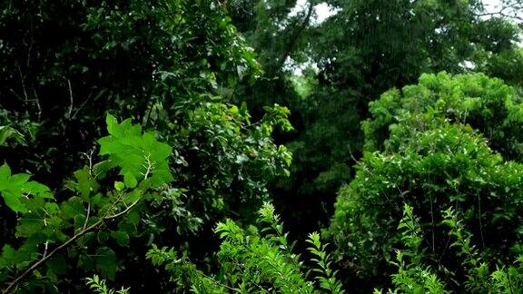 雨在热带森林绿叶在雨中