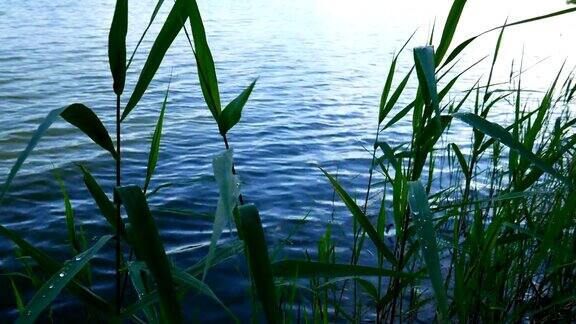 小芦苇在池塘的水