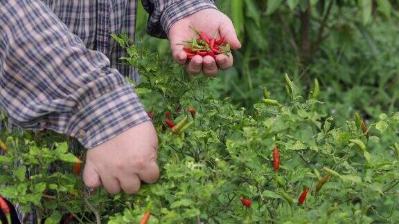农民在花园里采摘辣椒