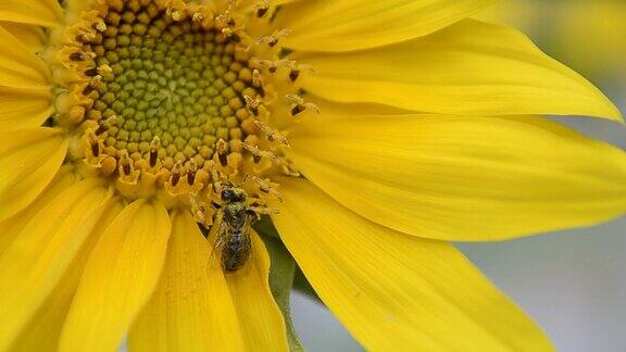 蜜蜂和太阳花