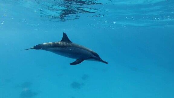 海豚通过吹泡泡和摸鼻子来互相问候动物在野生动物中交流慢动作特写镜头水下镜头飞旋海豚(Stenellalongirostris)在红海萨塔亚礁(海豚屋)马萨阿拉姆埃及非洲