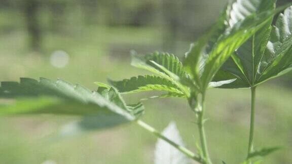 户外种植的小大麻植物