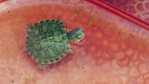 水族馆里的小海龟宠物观赏动物水族馆里的小海龟在水里游泳
