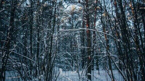 冬天的雪林里有红色的阳光照在树上