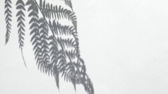 白色墙壁上的棕榈或蕨类植物的影子缓慢的运动最小抽象背景与热带树叶的阴影化妆品的展示讲台橱窗展示柜前视图模型