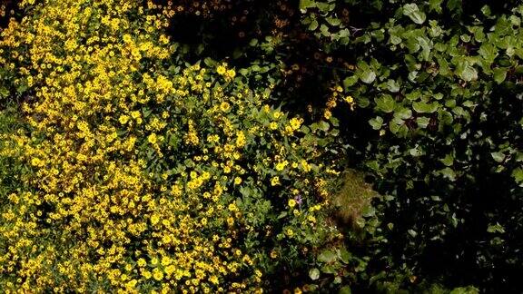 花坛上盛开着黄色的花朵