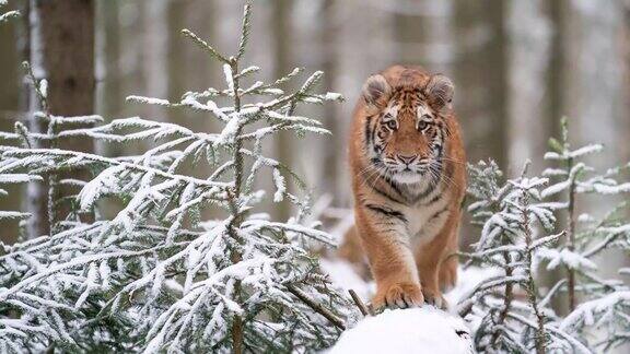 老虎在野外的冬天自然在积雪的树干上危险的动物向摄像机走来东北虎