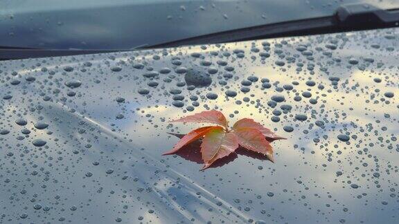 一片美丽的秋叶躺在一辆汽车倾斜平移相机的抛光引擎盖上