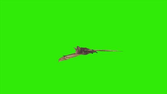 循环动画飞蝙蝠与绿色屏幕