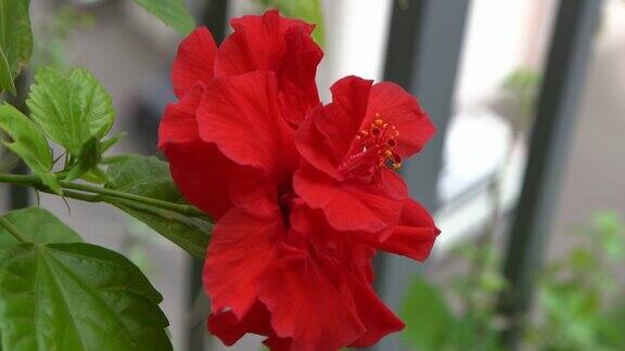 中国芙蓉绽放的红色花蕾园林绿化中的芙蓉月季或夏威夷木槿植物自然园林概念设计绿色背景