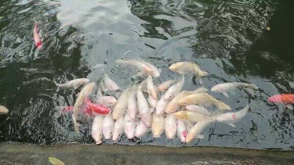池塘里有许多锦鲤成群的鱼游到水面上来抢食