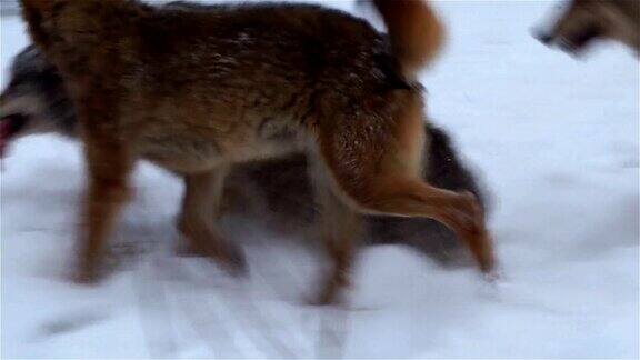 狼群在雪地抢夺食物