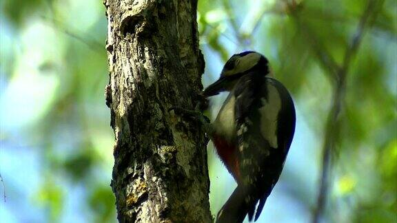 啄木鸟正在找食物