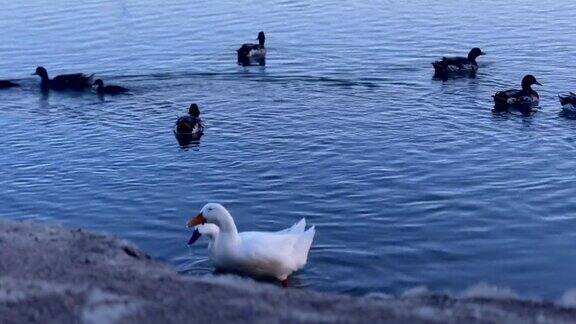 鸭子在岸边的池塘里游泳