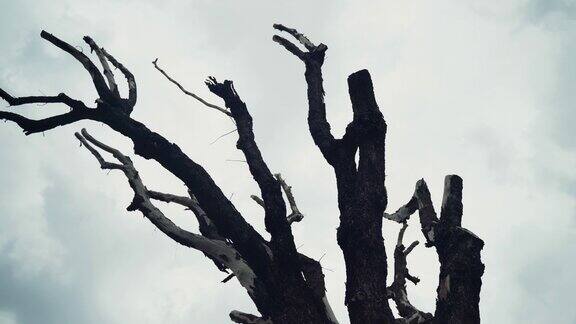 秋日光秃秃的树枝森林里光秃秃的树枝的恐怖黑色剪影可怕的树枝映衬在阴天的背景上