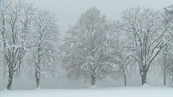 HD:冬天的树