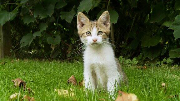 高清:小猫在草地上玩耍