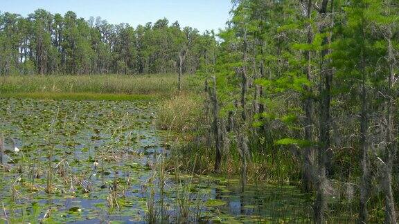 茂盛的绿色沼泽在热带森林环境