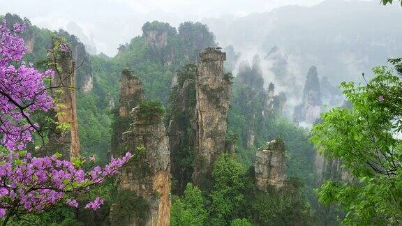 中国张家界森林公园春天的摇摄开花的树木和晨雾4kUHD