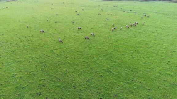 阳光明媚的麋鹿群在草地上吃草