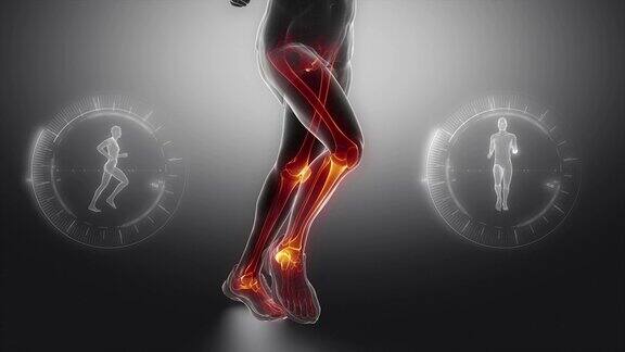 跑步时人腿骨骼和关节扫描