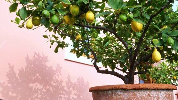 树上有成熟的柠檬