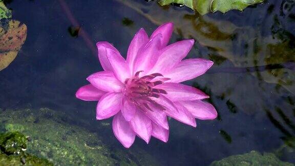 粉红色莲花的花朵在水库中露出水面剪辑4k高分辨率