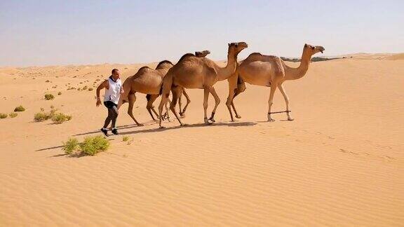 奔跑在沙漠附近的骆驼