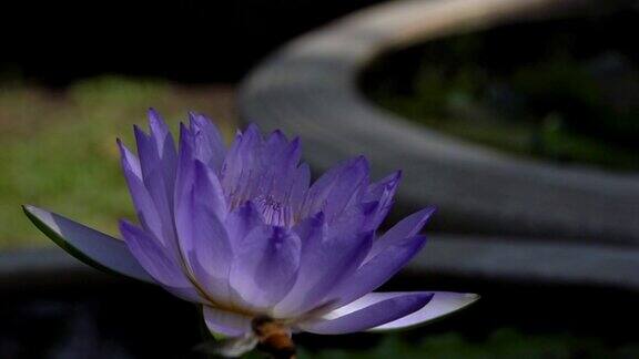 蜜蜂飞过紫莲花
