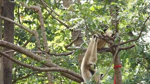 猴子在树