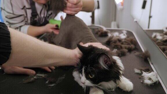 兽医在宠物美容院为一只猫剪羊毛修饰的动物