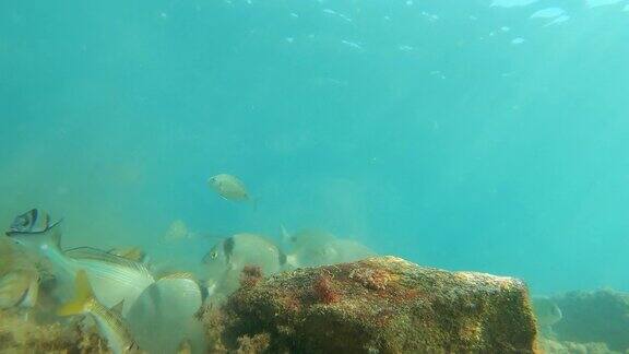 不同种类的鱼在海底吃靠近水面地中海帕拉莫斯布拉瓦海岸西班牙加泰罗尼亚