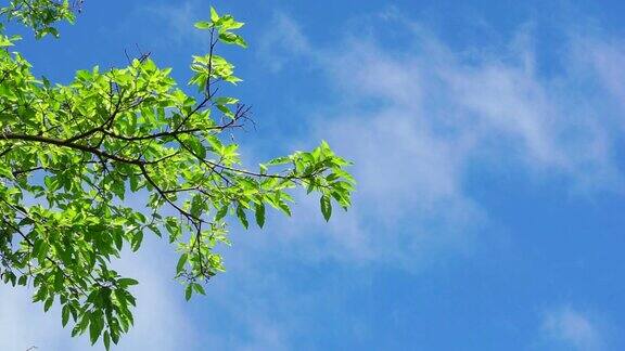 绿叶映衬着蓝天白云美丽的自然背景