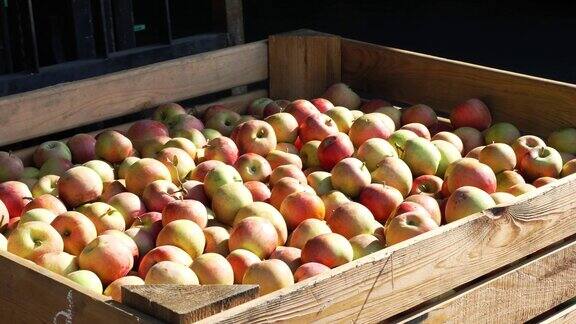 苹果丰收特写镜头户外的大木箱装满了刚收获的苹果叉车将一箱苹果转移到仓库储存