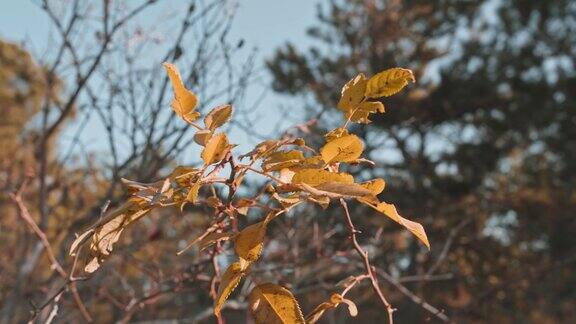 秋高气爽枫叶在阳光下泛黄