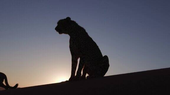 纳米布沙漠落日下的4K猎豹剪影