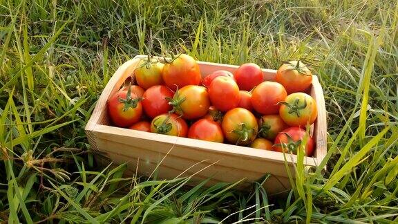 成熟的红番茄配篮子