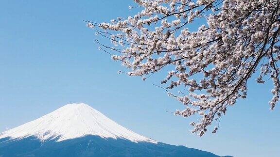 樱花盛开的富士山风景