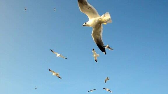 天空中有海鸥