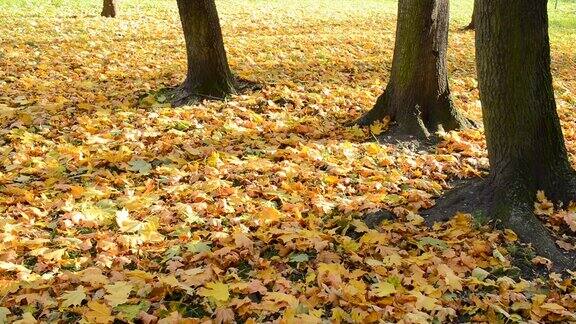 秋风中的落叶没有摄像头的运动