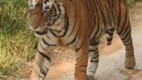 在印度拉贾斯坦邦的ranthambore国家公园或老虎保护区野生皇家孟加拉虎怒容迎面走来的特写镜头