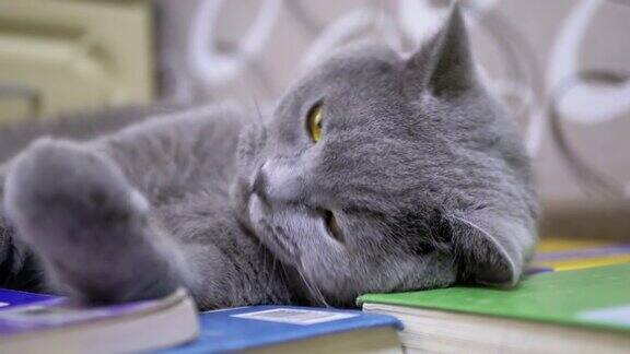 灰色的英国猫用舌头舔爪子躺在一堆彩色书上4K